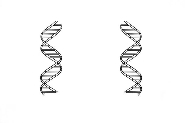 На какой из этих картинок спираль ДНК закручена в верном направлении?