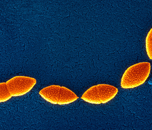 Эволюция бактериальных геномов