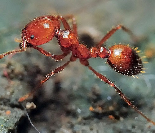 Огненные муравьи завоевали мир во времена первой глобальной торговой сети