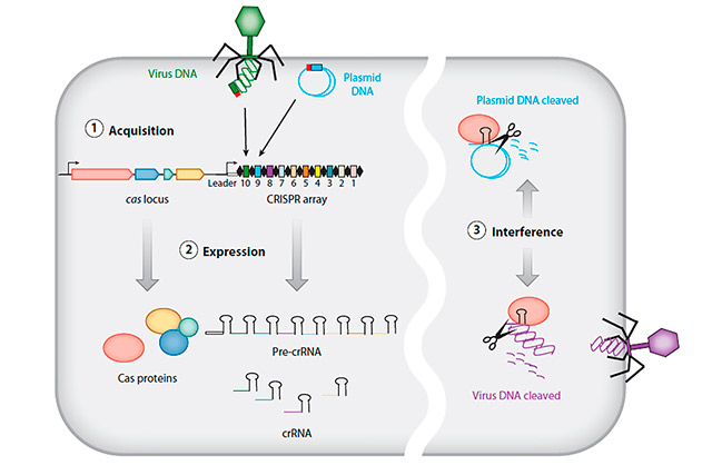 FAQ: Редактирование генома с CRISPR/Cas9