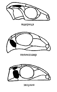 Доклад: Загадка происхождения черепах