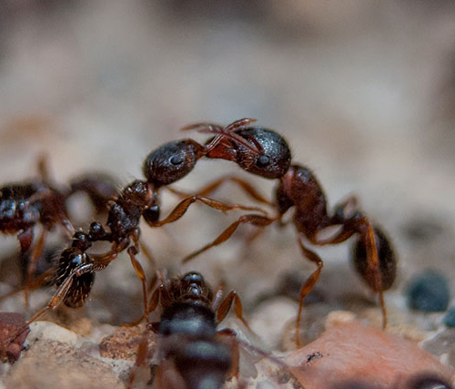 Войны муравьев