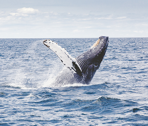 Страдают ли киты кессонной болезнью?