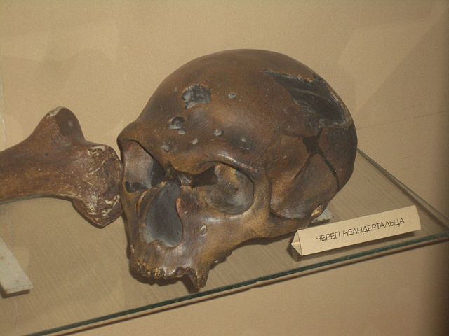 Череп неандертальца из Ла-Шапель-о-Сен. Биологический музей имени К. А. Тимирязева // wikipedia.org