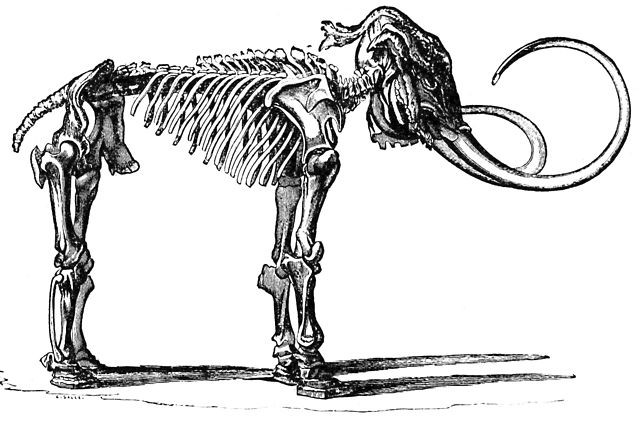 Скелет мамонта // wikipedia.org