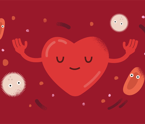 Капилляры, сердце, анемия: тест о кровеносной системе