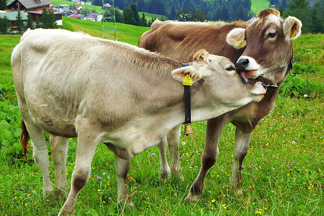 Человеческую оспу можно лечить коровьей оспой.