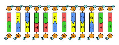 Образование связей между комплементарными нуклеотидами в структуре ДНК