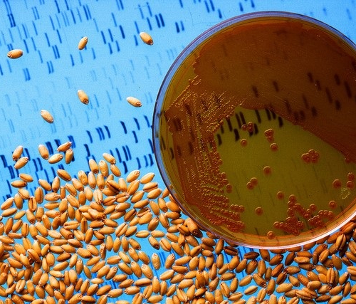 FAQ: Хемолитоавтотрофные бактерии