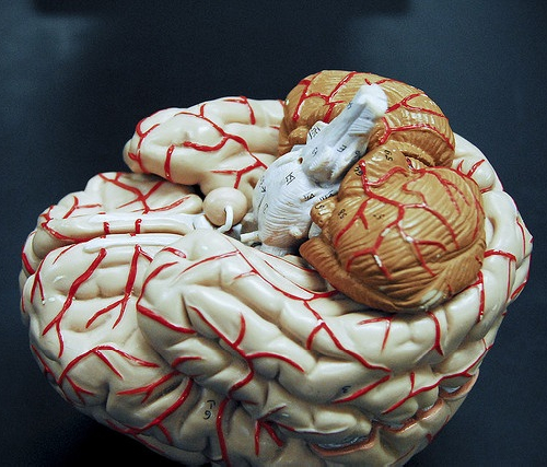 Главы | Выживание: мозг человека тоже эволюционировал